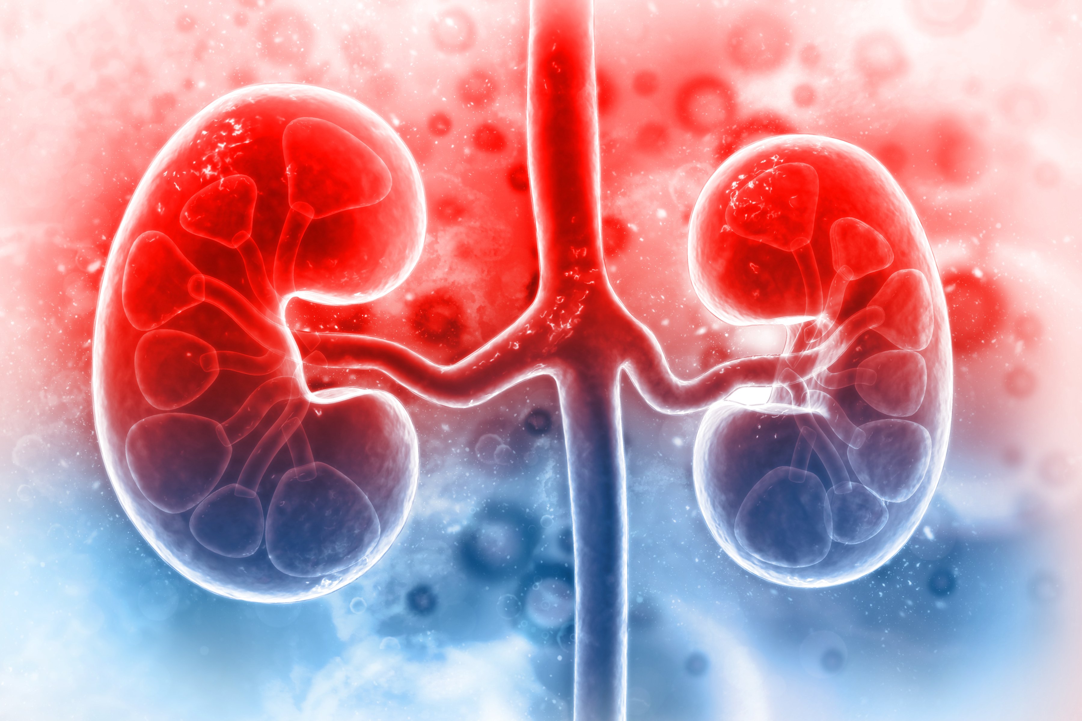 Human-kidney-on-scientific-background-1090830664_3600x2400